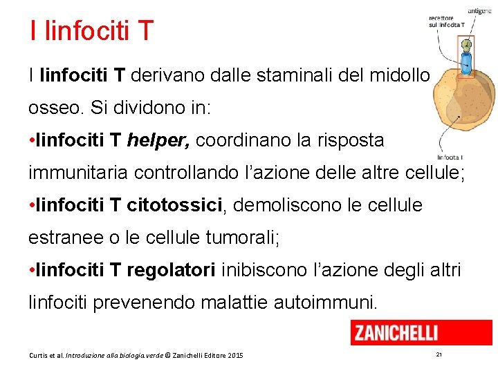 I linfociti T derivano dalle staminali del midollo osseo. Si dividono in: • linfociti