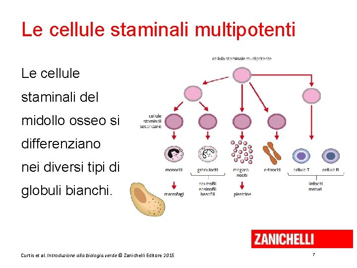 Le cellule staminali multipotenti Le cellule staminali del midollo osseo si differenziano nei diversi