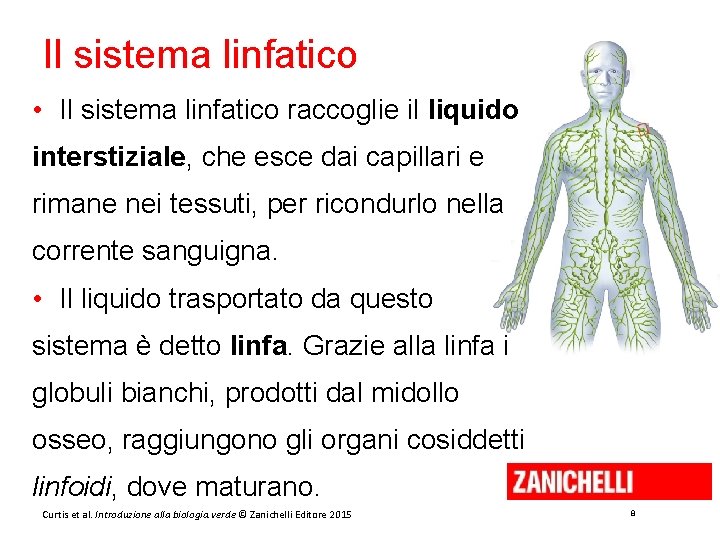 Il sistema linfatico • Il sistema linfatico raccoglie il liquido interstiziale, che esce dai