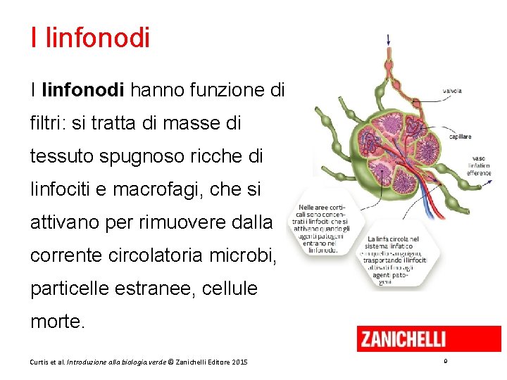 I linfonodi hanno funzione di filtri: si tratta di masse di tessuto spugnoso ricche