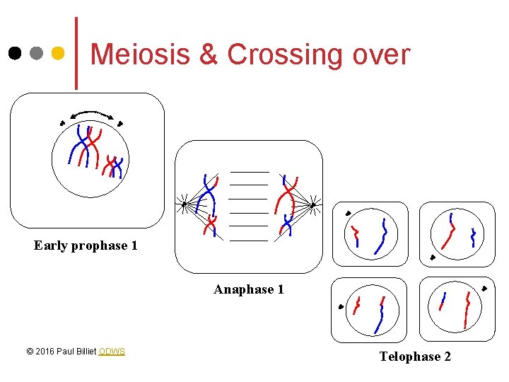 Meiosis & Crossing over Early prophase 1 Anaphase 1 © 2016 Paul Billiet ODWS