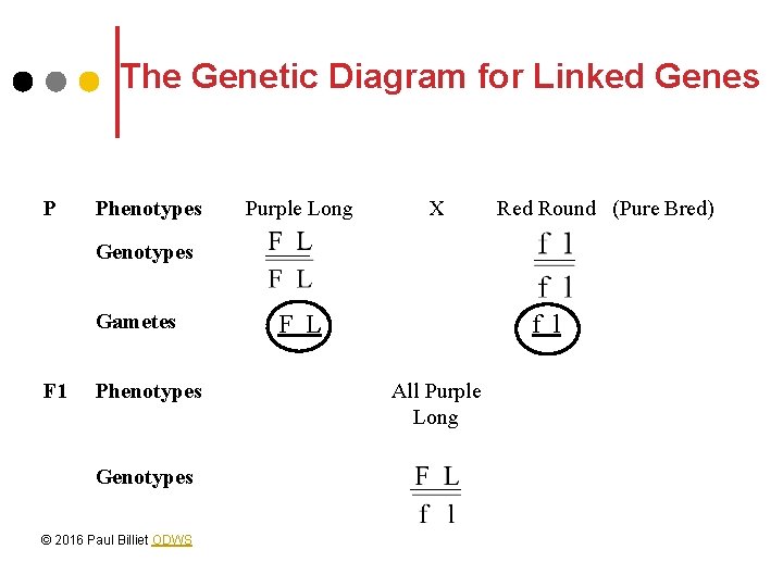 The Genetic Diagram for Linked Genes P Phenotypes Purple Long X Red Round (Pure