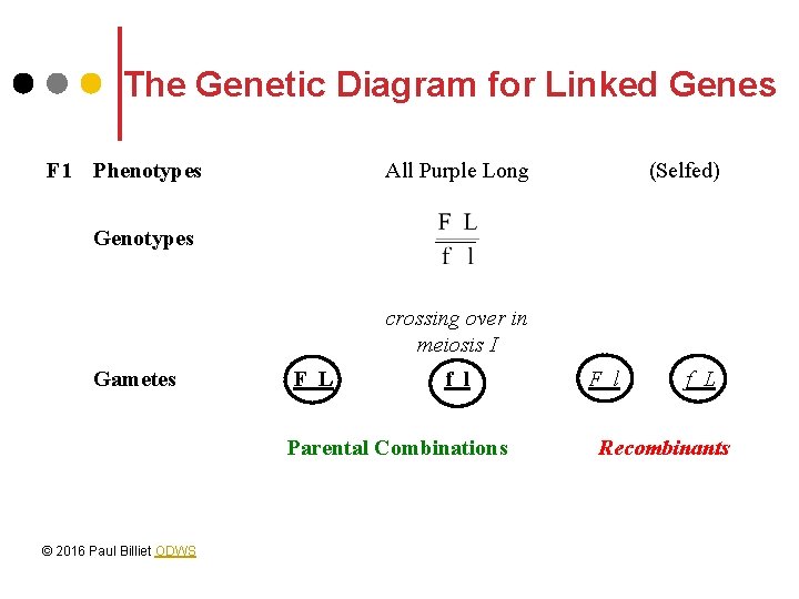 The Genetic Diagram for Linked Genes F 1 Phenotypes All Purple Long (Selfed) Genotypes