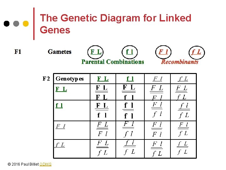 The Genetic Diagram for Linked Genes F 2 Genotypes F L f l F