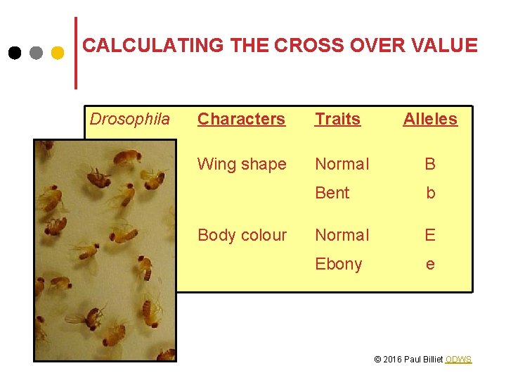 CALCULATING THE CROSS OVER VALUE Drosophila Characters Traits Alleles Wing shape Normal B Bent