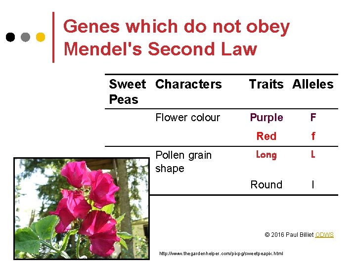 Genes which do not obey Mendel's Second Law Sweet Characters Peas Flower colour Pollen