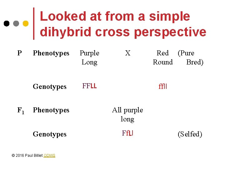 Looked at from a simple dihybrid cross perspective P F 1 Phenotypes Purple Long