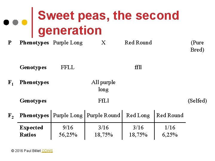 Sweet peas, the second generation P Phenotypes Purple Long Genotypes F 1 F 2