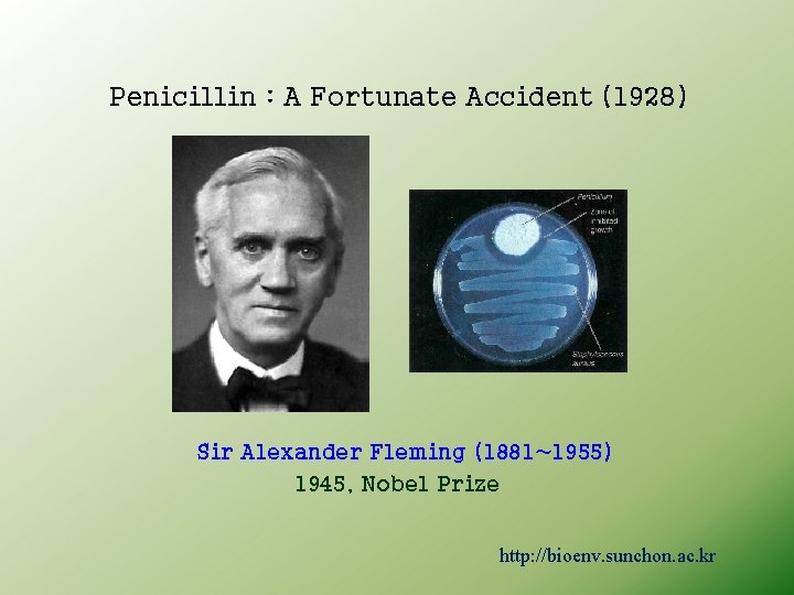 Penicillin : A Fortunate Accident (1928) Sir Alexander Fleming (1881~1955) 1945, Nobel Prize http: