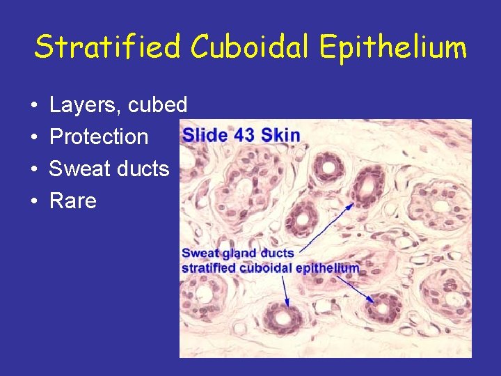 Stratified Cuboidal Epithelium • • Layers, cubed Protection Sweat ducts Rare 