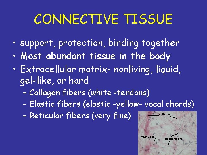 CONNECTIVE TISSUE • support, protection, binding together • Most abundant tissue in the body