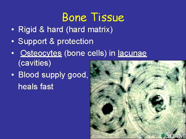 Bone Tissue • Rigid & hard (hard matrix) • Support & protection • Osteocytes