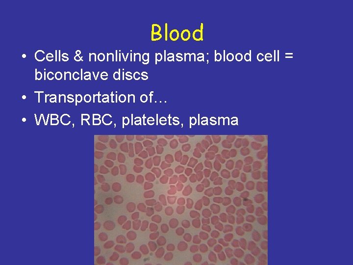 Blood • Cells & nonliving plasma; blood cell = biconclave discs • Transportation of…