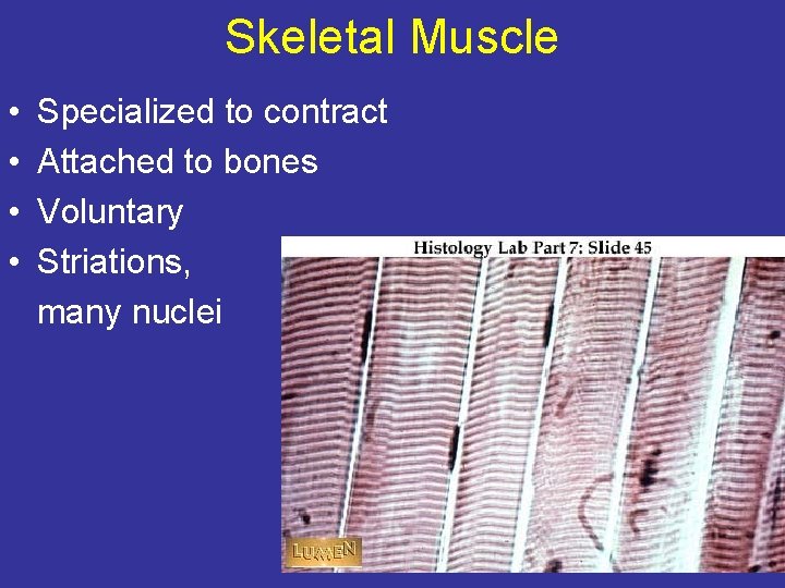 Skeletal Muscle • • Specialized to contract Attached to bones Voluntary Striations, many nuclei