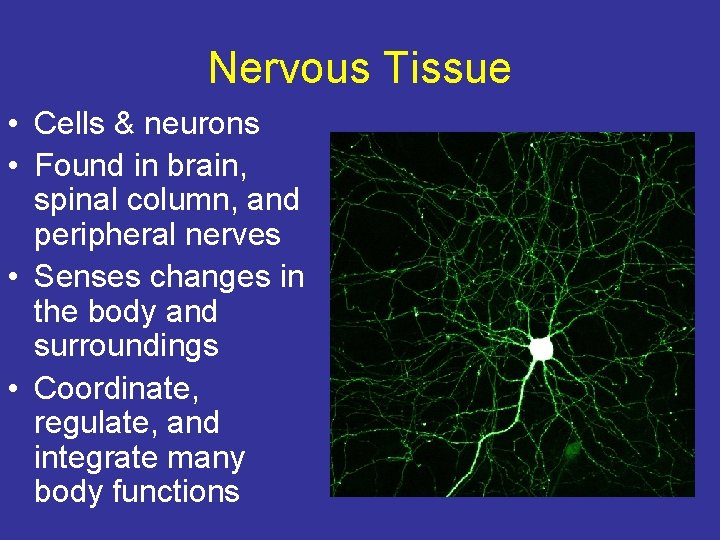 Nervous Tissue • Cells & neurons • Found in brain, spinal column, and peripheral