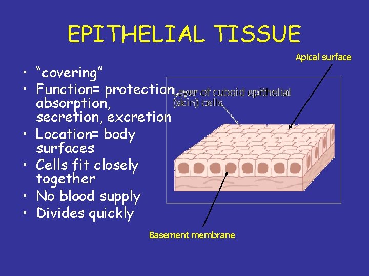 EPITHELIAL TISSUE • “covering” • Function= protection, absorption, secretion, excretion • Location= body surfaces