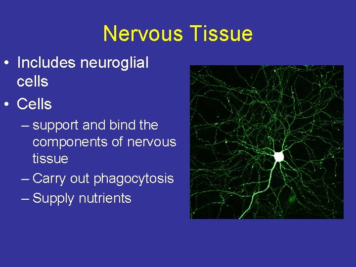 Nervous Tissue • Includes neuroglial cells • Cells – support and bind the components