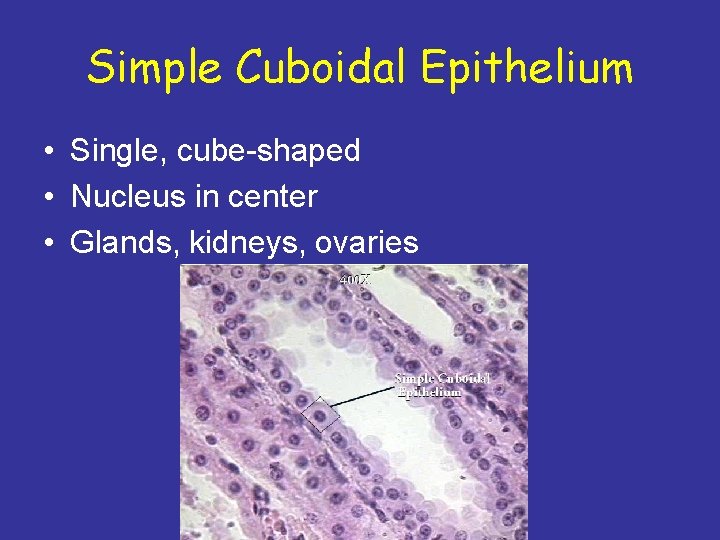 Simple Cuboidal Epithelium • Single, cube-shaped • Nucleus in center • Glands, kidneys, ovaries