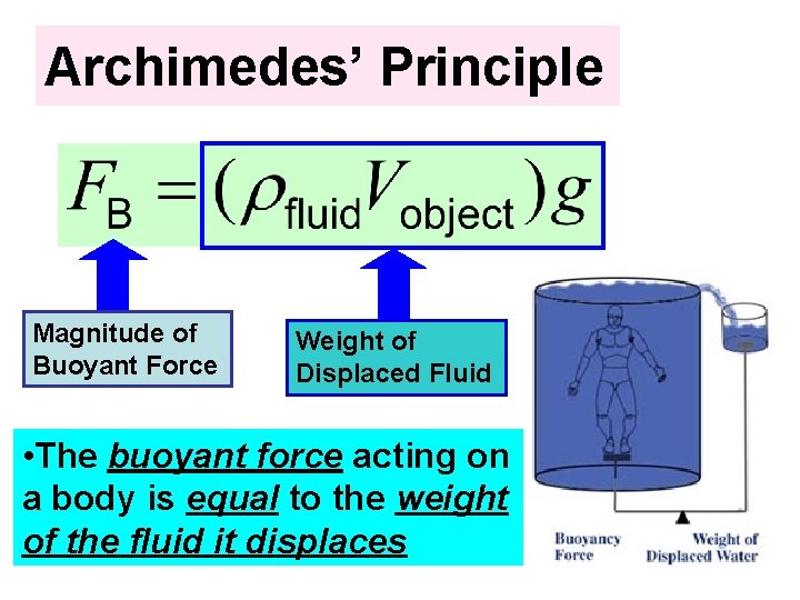 Archimedes’ Principle Magnitude of Buoyant Force Weight of Displaced Fluid • The buoyant force