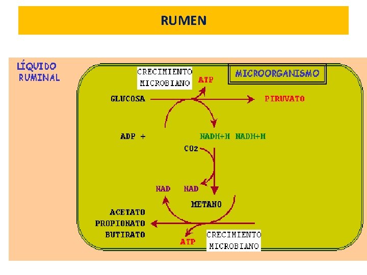 RUMEN 