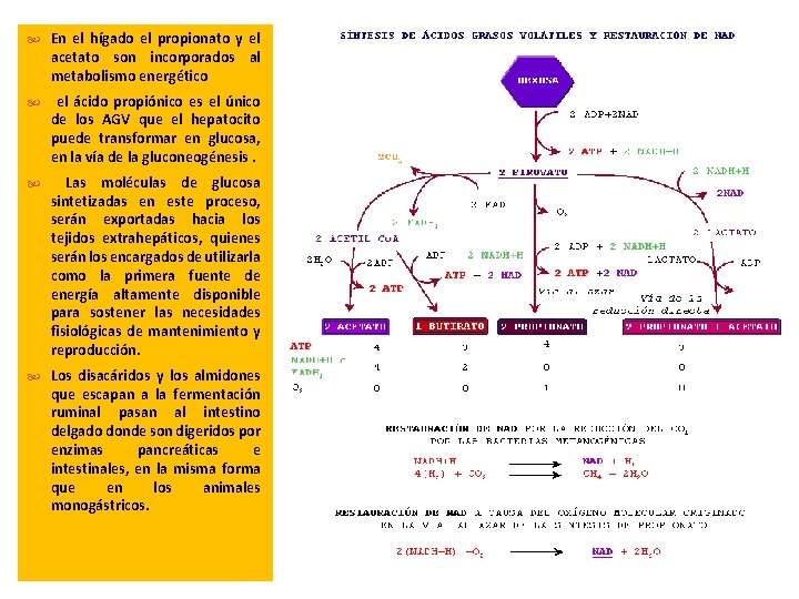  En el hígado el propionato y el acetato son incorporados al metabolismo energético