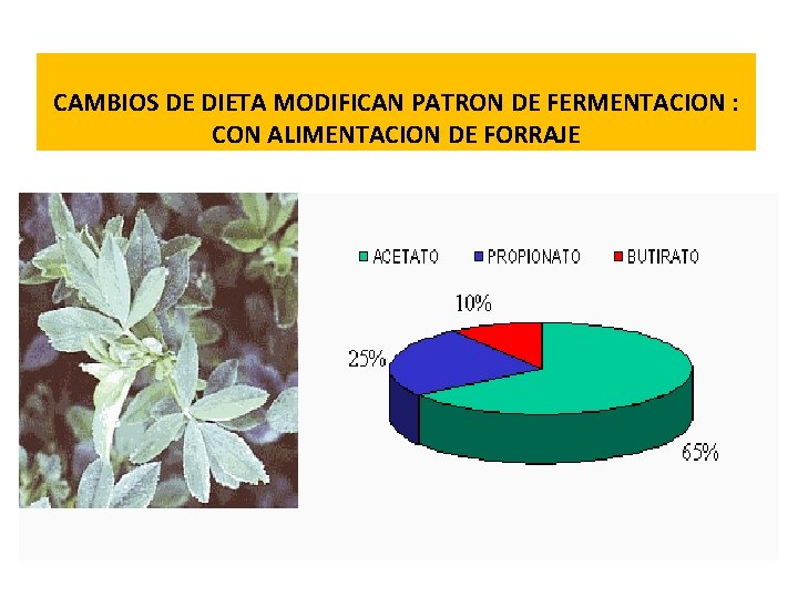 CAMBIOS DE DIETA MODIFICAN PATRON DE FERMENTACION : CON ALIMENTACION DE FORRAJE 