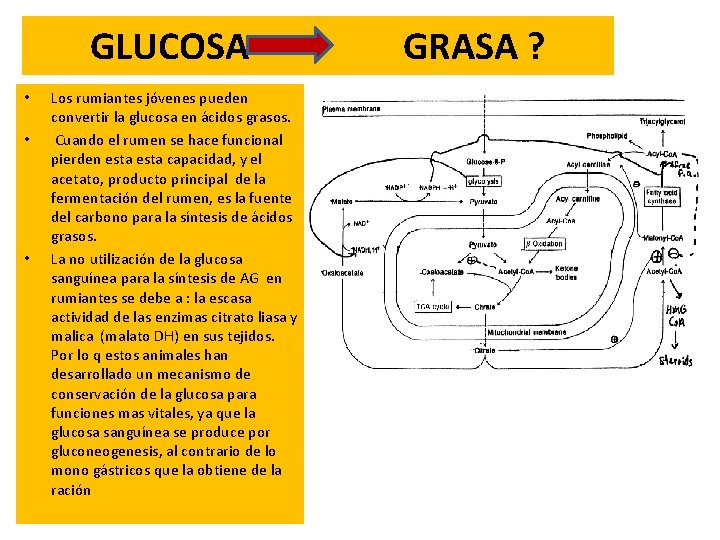 GLUCOSA GRASA ? • • • Los rumiantes jóvenes pueden convertir la glucosa en