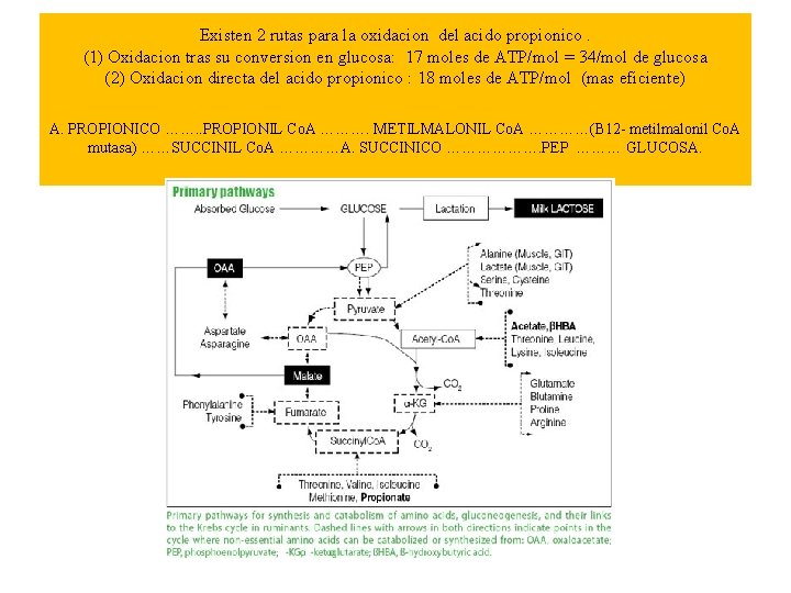 Existen 2 rutas para la oxidacion del acido propionico. (1) Oxidacion tras su conversion