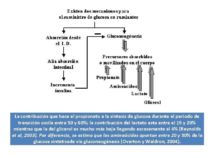 La contribución que hace el propionato a la síntesis de glucosa durante el periodo