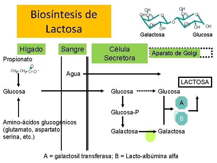 Biosíntesis de Lactosa Hígado Sangre Propionato O CH 3 CH 2 C O -