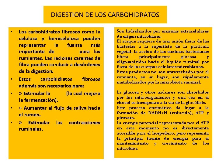 DIGESTION DE LOS CARBOHIDRATOS • • • Los carbohidratos fibrosos como la celulosa y