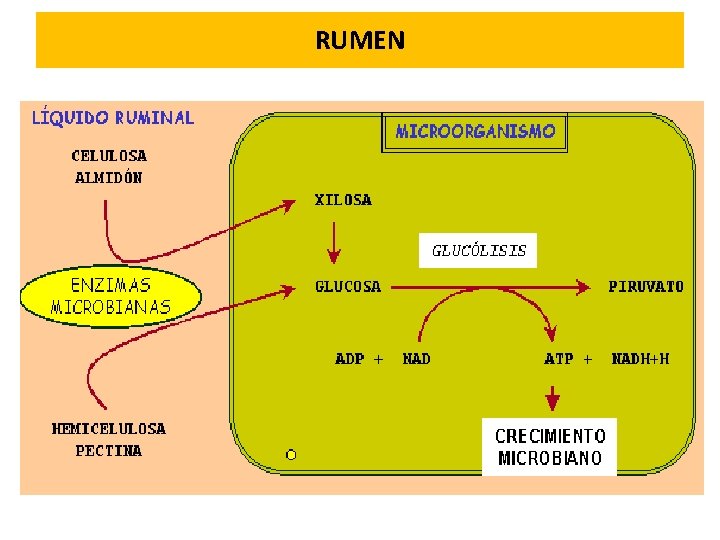 RUMEN 