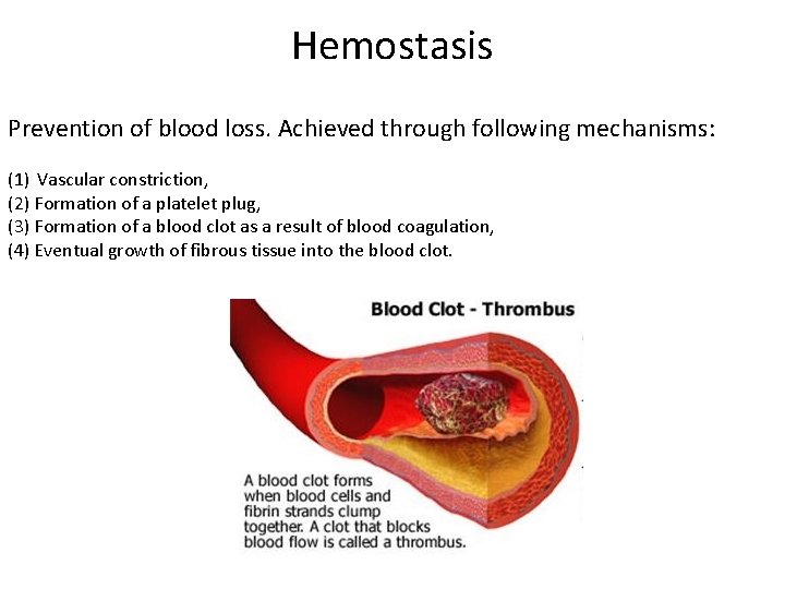 Hemostasis Prevention of blood loss. Achieved through following mechanisms: (1) Vascular constriction, (2) Formation
