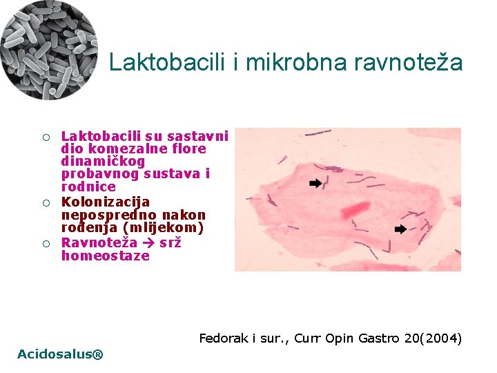 Laktobacili i mikrobna ravnoteža ¡ ¡ ¡ Laktobacili su sastavni dio komezalne flore dinamičkog