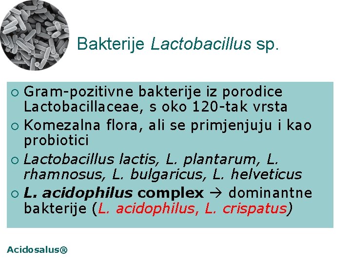 Bakterije Lactobacillus sp. Gram-pozitivne bakterije iz porodice Lactobacillaceae, s oko 120 -tak vrsta ¡