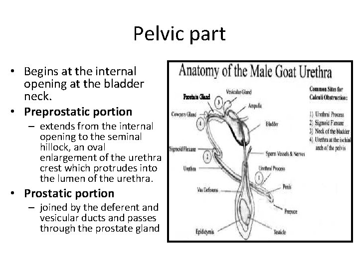 Pelvic part • Begins at the internal opening at the bladder neck. • Preprostatic