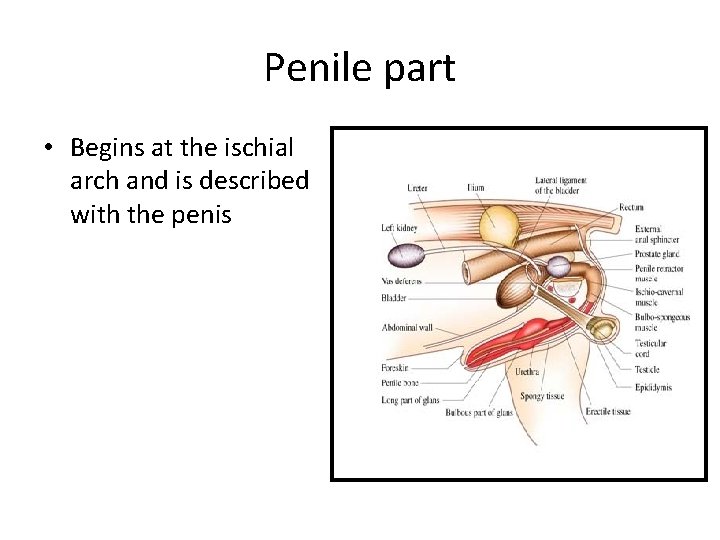 Penile part • Begins at the ischial arch and is described with the penis