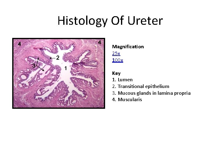 Histology Of Ureter Magnification 25 x 100 x Key 1. Lumen 2. Transitional epithelium