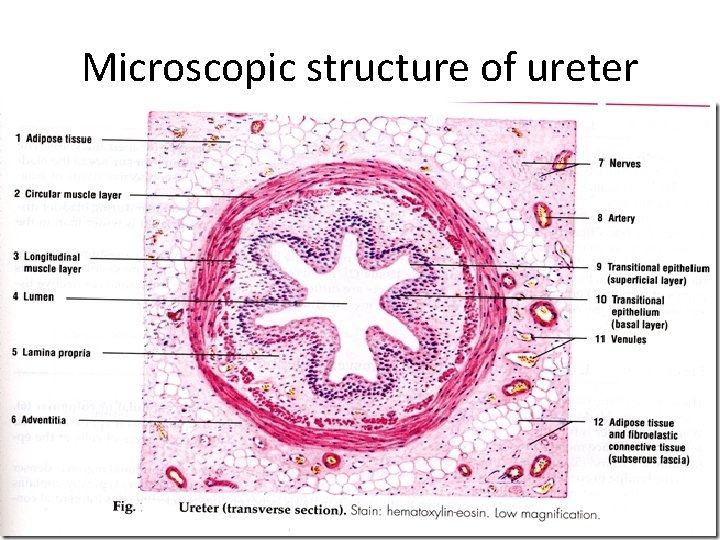 Microscopic structure of ureter 