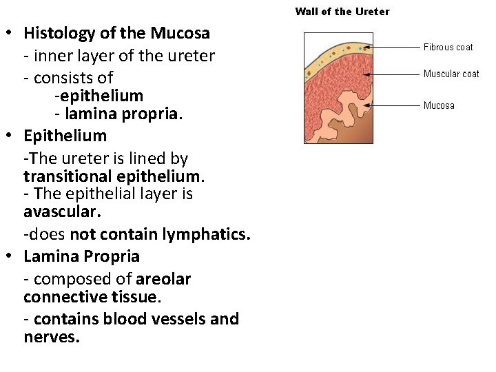  • Histology of the Mucosa - inner layer of the ureter - consists