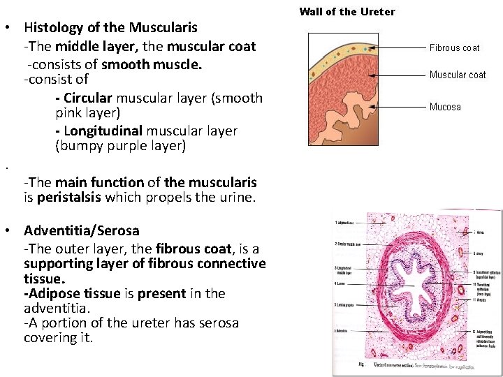  • Histology of the Muscularis -The middle layer, the muscular coat -consists of