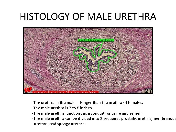 HISTOLOGY OF MALE URETHRA -The urethra in the male is longer than the urethra