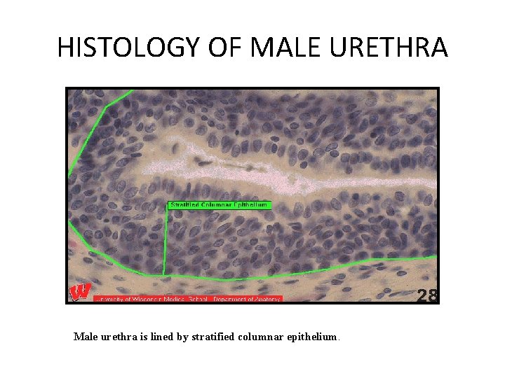 HISTOLOGY OF MALE URETHRA Male urethra is lined by stratified columnar epithelium. 