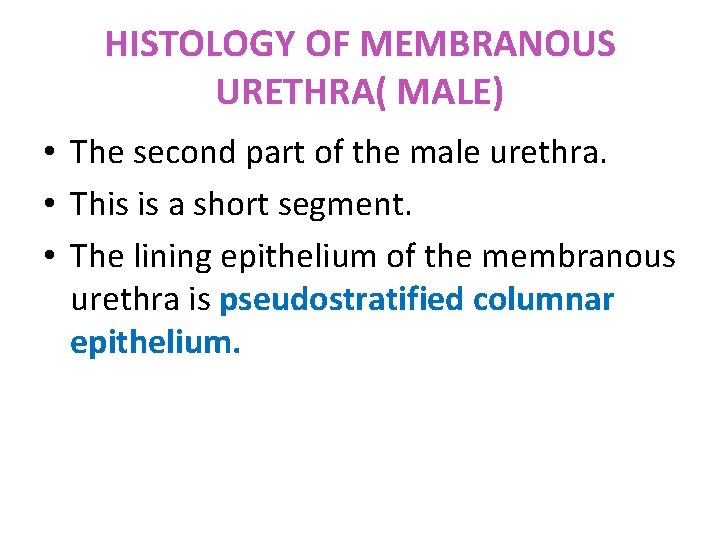 HISTOLOGY OF MEMBRANOUS URETHRA( MALE) • The second part of the male urethra. •