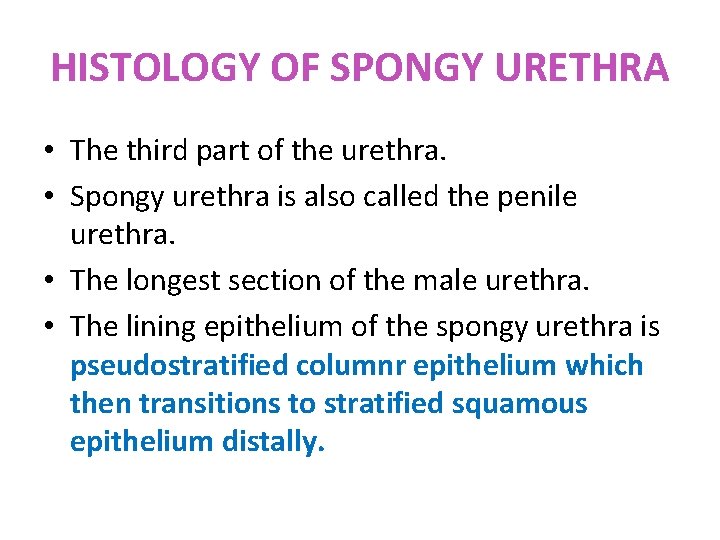 HISTOLOGY OF SPONGY URETHRA • The third part of the urethra. • Spongy urethra