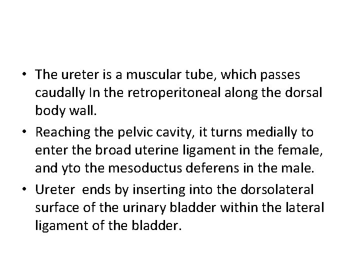  • The ureter is a muscular tube, which passes caudally In the retroperitoneal