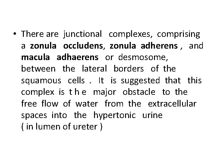  • There are junctional complexes, comprising a zonula occludens, zonula adherens , and