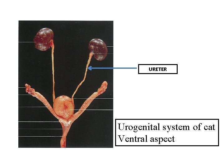 URETER Urogenital system of cat Ventral aspect 