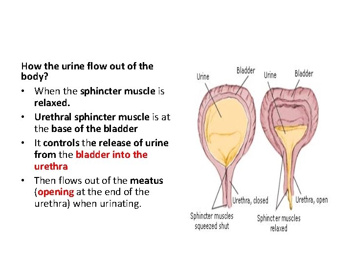 How the urine flow out of the body? • When the sphincter muscle is