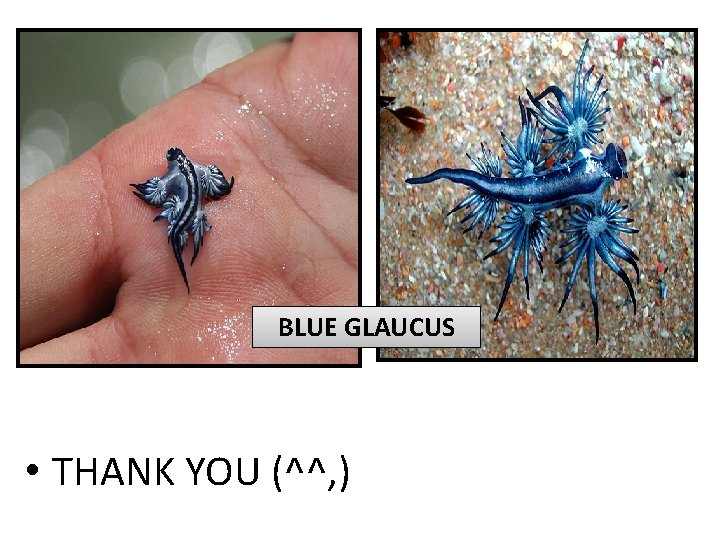  BLUE GLAUCUS • THANK YOU (^^, ) 